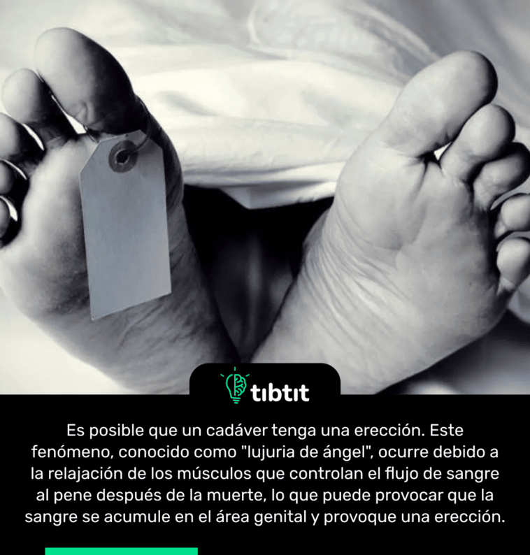 Es posible que un cadáver tenga una erección. Este fenómeno, conocido como "lujuria de ángel", ocurre debido a la relajación de los músculos que controlan el flujo de sangre al pene después de la muerte, lo que puede provocar que la sangre se acumule en el área genital y provoque una erección.