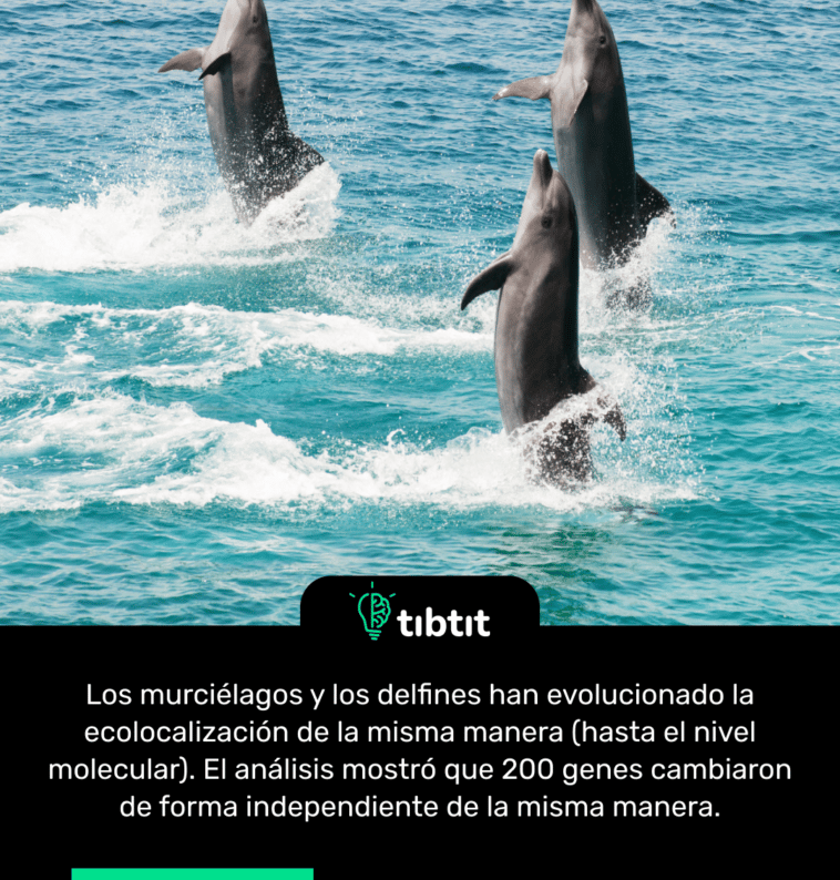 Los murciélagos y los delfines han evolucionado la ecolocalización de la misma manera (hasta el nivel molecular). El análisis mostró que 200 genes cambiaron de forma independiente de la misma manera.