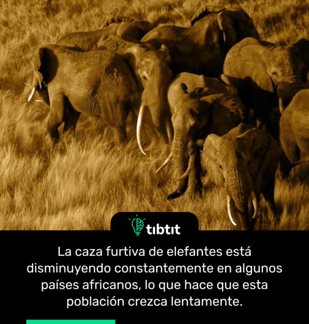 La caza furtiva de elefantes está disminuyendo constantemente en algunos países africanos, lo que hace que esta población crezca lentamente.