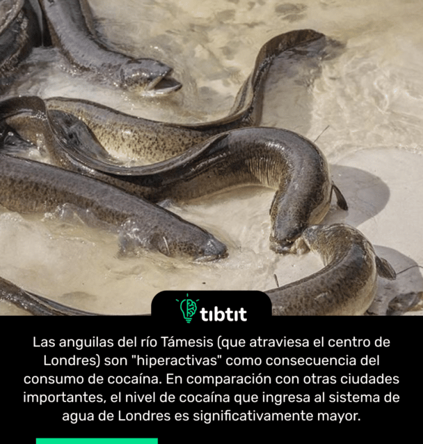 Las anguilas del río Támesis (que atraviesa el centro de Londres) son "hiperactivas" como consecuencia del consumo de cocaína. En comparación con otras ciudades importantes, el nivel de cocaína que ingresa al sistema de agua de Londres es significativamente mayor.