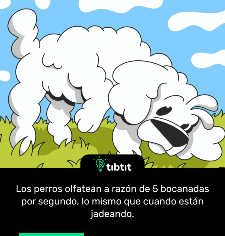 Los perros olfatean a razón de 5 bocanadas por segundo, lo mismo que cuando están jadeando.
