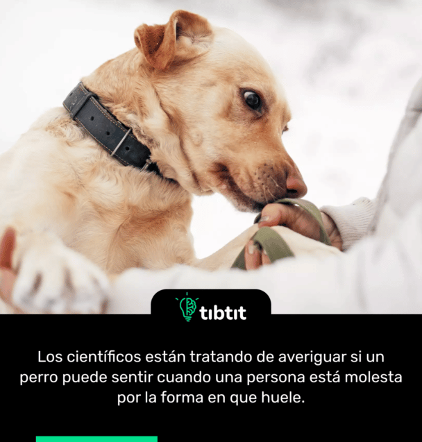 Los científicos están tratando de averiguar si un perro puede sentir cuando una persona está molesta por la forma en que huele.