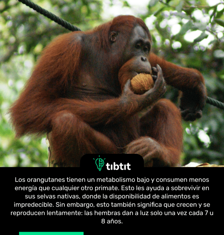 Los orangutanes tienen un metabolismo bajo y consumen menos energía que cualquier otro primate. Esto les ayuda a sobrevivir en sus selvas nativas, donde la disponibilidad de alimentos es impredecible. Sin embargo, esto también significa que crecen y se reproducen lentamente: las hembras dan a luz solo una vez cada 7 u 8 años.