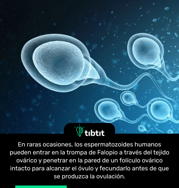En raras ocasiones, los espermatozoides humanos pueden entrar en la trompa de Falopio a través del tejido ovárico y penetrar en la pared de un folículo ovárico intacto para alcanzar el óvulo y fecundarlo antes de que se produzca la ovulación.