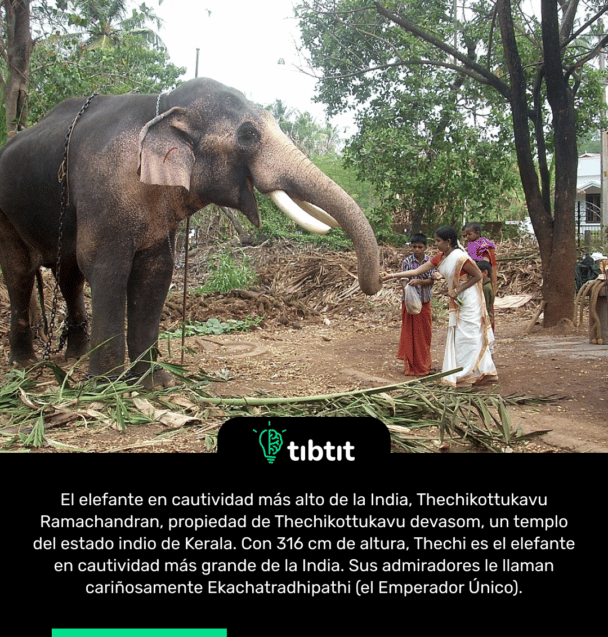 El elefante en cautividad más alto de la India, Thechikottukavu Ramachandran, propiedad de Thechikottukavu devasom, un templo del estado indio de Kerala. Con 316 cm de altura, Thechi es el elefante en cautividad más grande de la India. Sus admiradores le llaman cariñosamente Ekachatradhipathi (el Emperador Único).