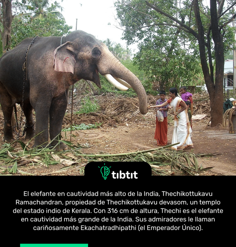 El elefante en cautividad más alto de la India, Thechikottukavu Ramachandran, propiedad de Thechikottukavu devasom, un templo del estado indio de Kerala. Con 316 cm de altura, Thechi es el elefante en cautividad más grande de la India. Sus admiradores le llaman cariñosamente Ekachatradhipathi (el Emperador Único).