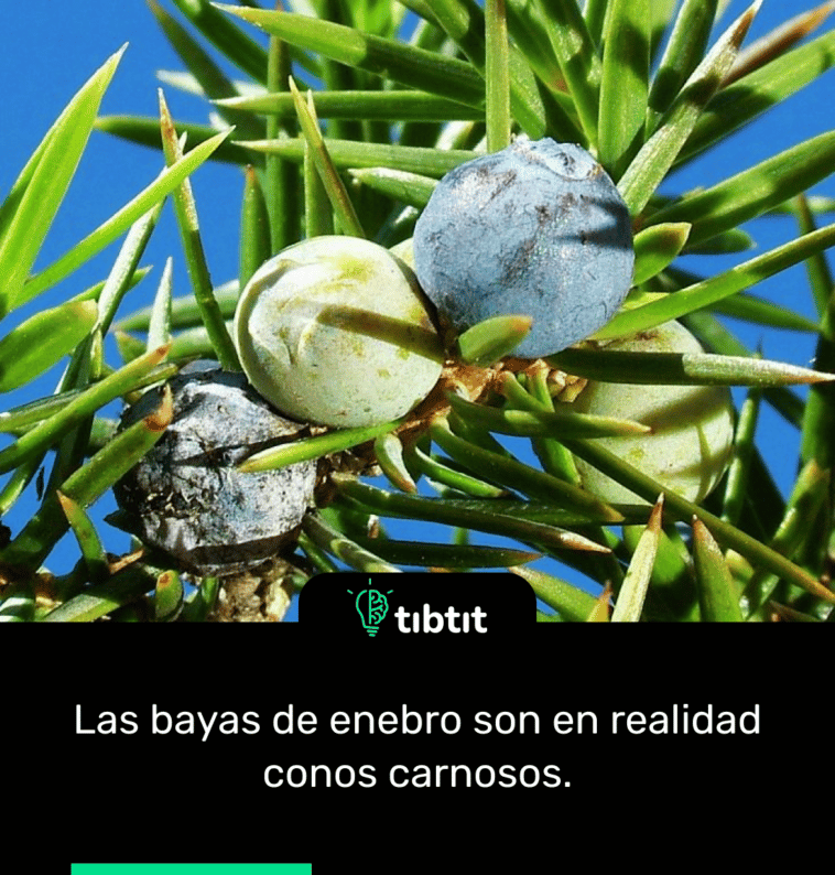 Las bayas de enebro son en realidad conos carnosos.
