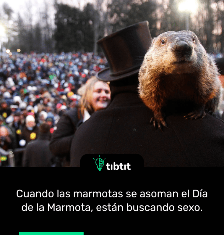 Cuando las marmotas se asoman el Día de la Marmota, están buscando sexo.