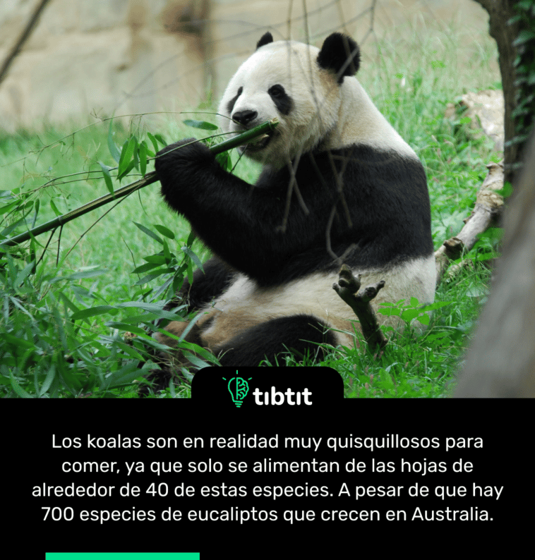 Los koalas son en realidad muy quisquillosos para comer, ya que solo se alimentan de las hojas de alrededor de 40 de estas especies. A pesar de que hay 700 especies de eucaliptos que crecen en Australia.