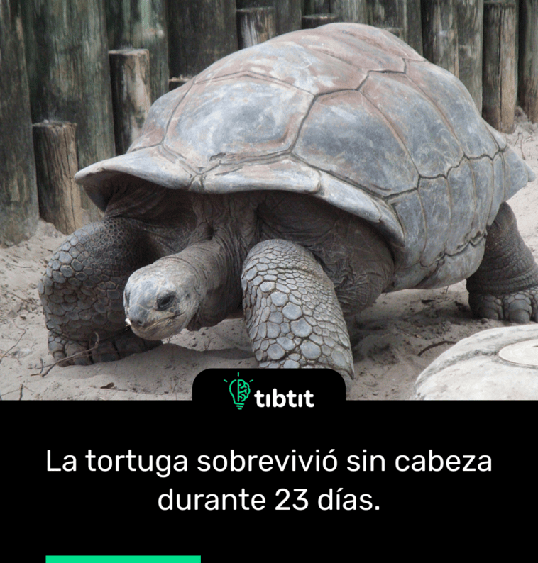 La tortuga sobrevivió sin cabeza durante 23 días.