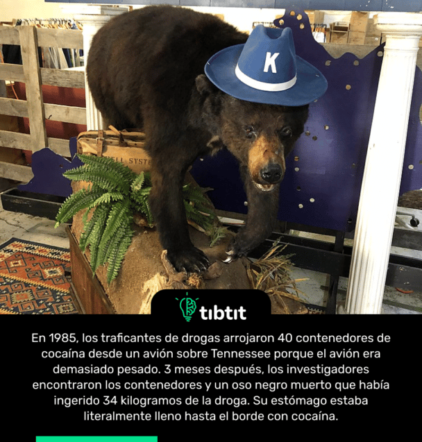 En 1985, los traficantes de drogas arrojaron 40 contenedores de cocaína desde un avión sobre Tennessee porque el avión era demasiado pesado. 3 meses después, los investigadores encontraron los contenedores y un oso negro muerto que había ingerido 34 kilogramos de la droga. Su estómago estaba literalmente lleno hasta el borde con cocaína.