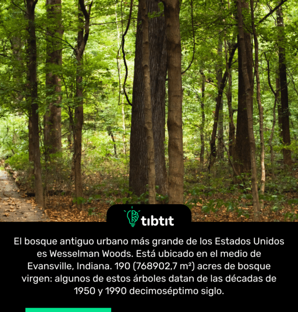 El bosque antiguo urbano más grande de los Estados Unidos es Wesselman Woods. Está ubicado en el medio de Evansville, Indiana. 190 (768902,7 m²) acres de bosque virgen: algunos de estos árboles datan de las décadas de 1950 y 1990 decimoséptimo siglo.