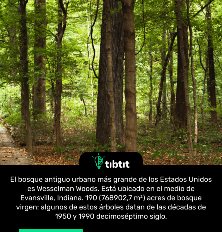 El bosque antiguo urbano más grande de los Estados Unidos es Wesselman Woods. Está ubicado en el medio de Evansville, Indiana. 190 (768902,7 m²) acres de bosque virgen: algunos de estos árboles datan de las décadas de 1950 y 1990 decimoséptimo siglo.