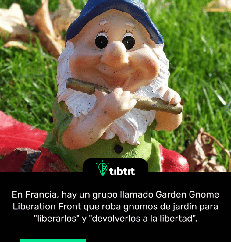 En Francia, hay un grupo llamado Garden Gnome Liberation Front que roba gnomos de jardín para "liberarlos" y "devolverlos a la libertad".