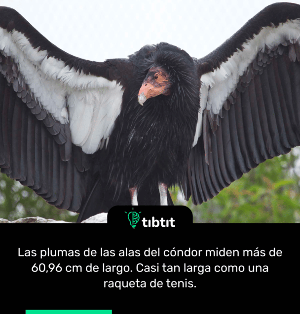 Las plumas de las alas del cóndor miden más de 60,96 cm de largo. Casi tan larga como una raqueta de tenis.