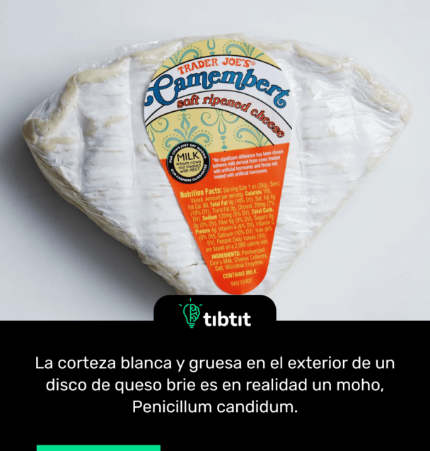 La corteza blanca y gruesa en el exterior de un disco de queso brie es en realidad un moho, Penicillum candidum.