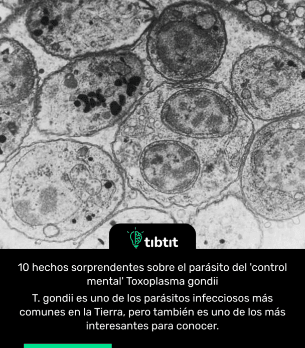 10 hechos sorprendentes sobre el parásito del 'control mental' Toxoplasma gondii T. gondii es uno de los parásitos infecciosos más comunes en la Tierra, pero también es uno de los más interesantes para conocer.