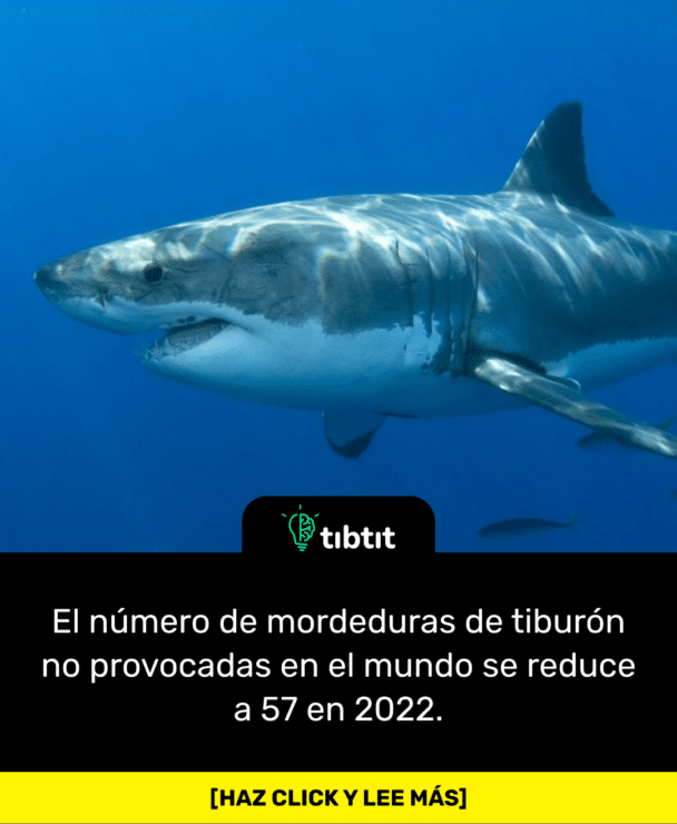 El número de mordeduras de tiburón no provocadas en el mundo se reduce a 57 en 2022.