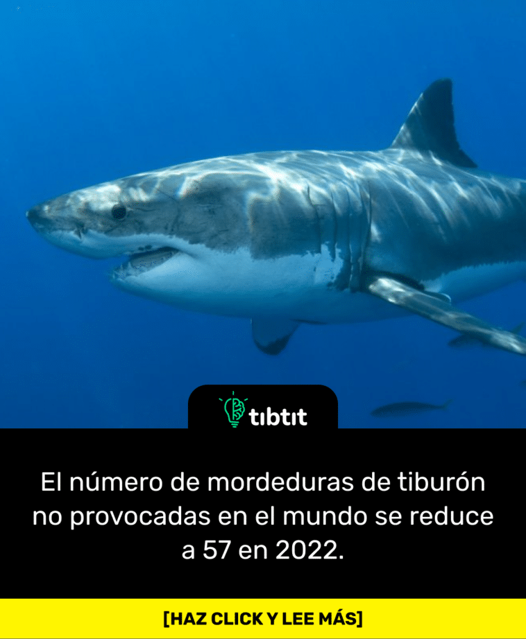 El número de mordeduras de tiburón no provocadas en el mundo se reduce a 57 en 2022.