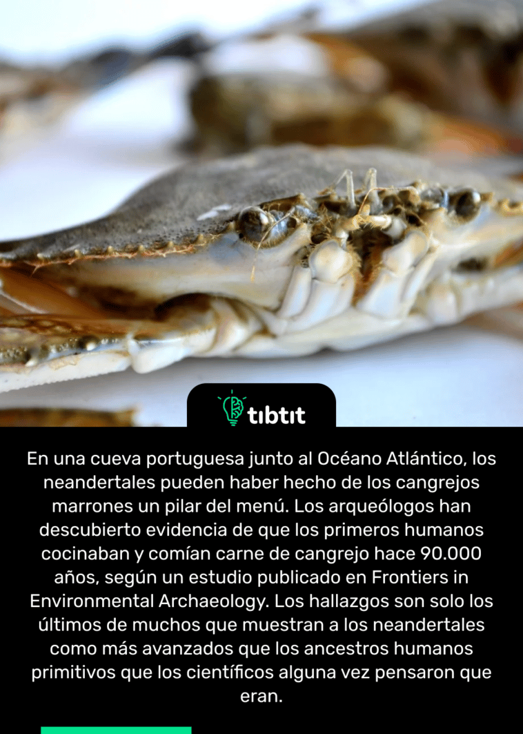 En una cueva portuguesa junto al Océano Atlántico, los neandertales pueden haber hecho de los cangrejos marrones un pilar del menú. Los arqueólogos han descubierto evidencia de que los primeros humanos cocinaban y comían carne de cangrejo hace 90.000 años, según un estudio publicado en Frontiers in Environmental Archaeology. Los hallazgos son solo los últimos de muchos que muestran a los neandertales como más avanzados que los ancestros humanos primitivos que los científicos alguna vez pensaron que eran.