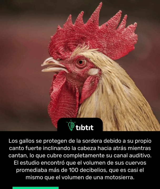 Los gallos se protegen de la sordera debido a su propio canto fuerte inclinando la cabeza hacia atrás mientras cantan, lo que cubre completamente su canal auditivo. El estudio encontró que el volumen de sus cuervos promediaba más de 100 decibelios, que es casi el mismo que el volumen de una motosierra.