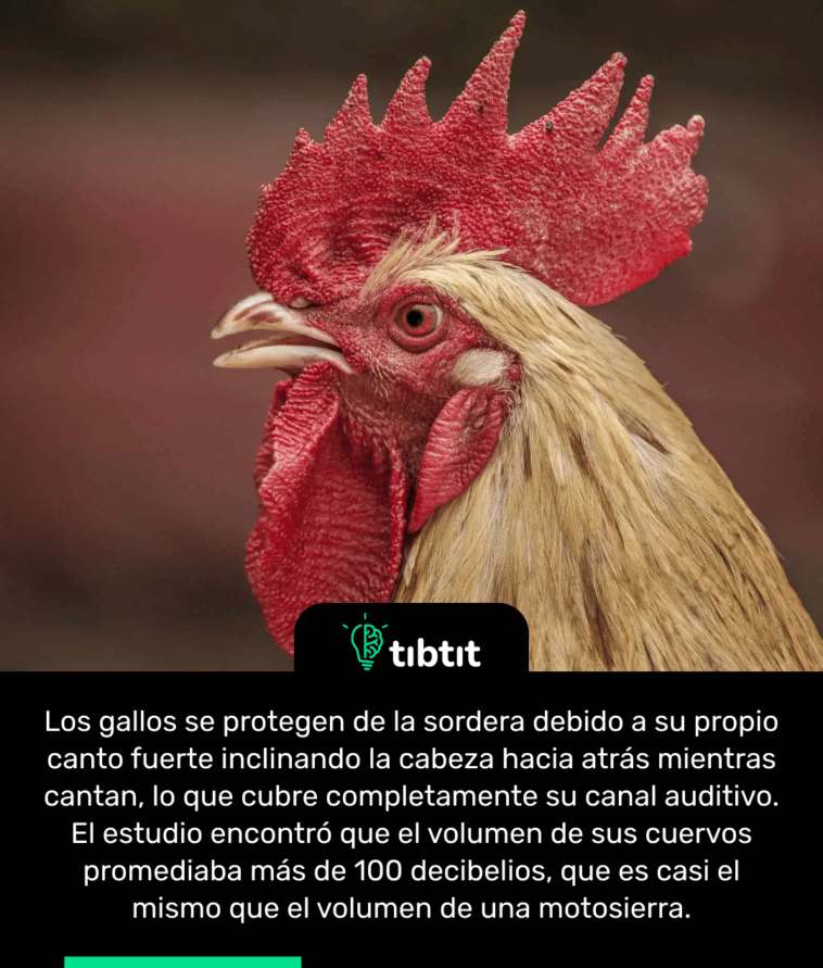 Los gallos se protegen de la sordera debido a su propio canto fuerte inclinando la cabeza hacia atrás mientras cantan, lo que cubre completamente su canal auditivo. El estudio encontró que el volumen de sus cuervos promediaba más de 100 decibelios, que es casi el mismo que el volumen de una motosierra.