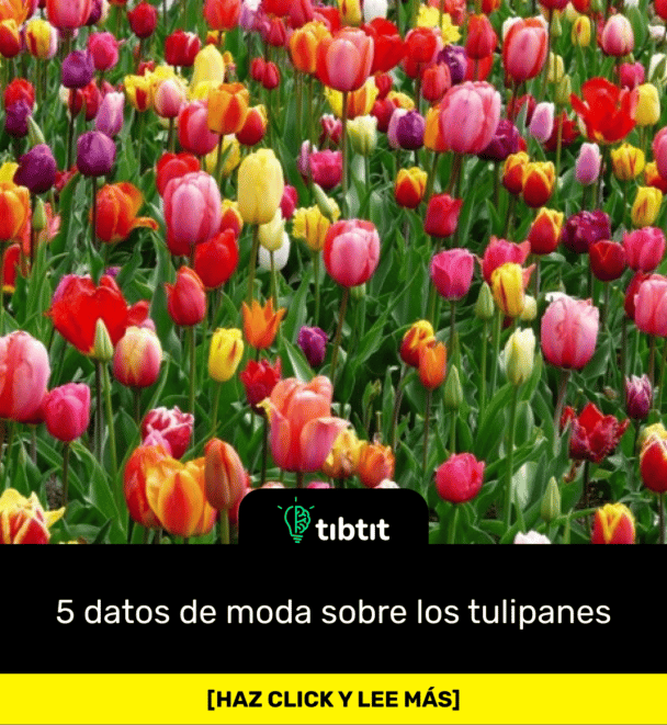5 datos de moda sobre los tulipanes