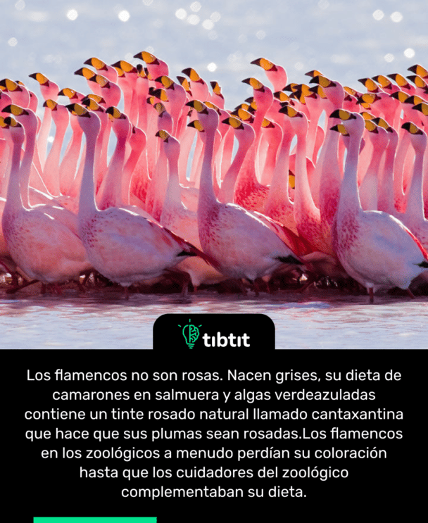 Los flamencos no son rosas. Nacen grises, su dieta de camarones en salmuera y algas verdeazuladas contiene un tinte rosado natural llamado cantaxantina que hace que sus plumas sean rosadas. Los flamencos en los zoológicos a menudo perdían su coloración hasta que los cuidadores del zoológico complementaban su dieta.