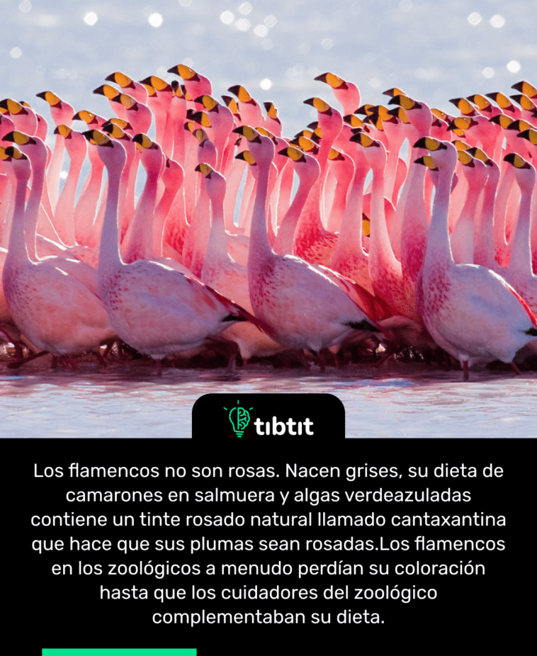 Los flamencos no son rosas. Nacen grises, su dieta de camarones en salmuera y algas verdeazuladas contiene un tinte rosado natural llamado cantaxantina que hace que sus plumas sean rosadas. Los flamencos en los zoológicos a menudo perdían su coloración hasta que los cuidadores del zoológico complementaban su dieta.