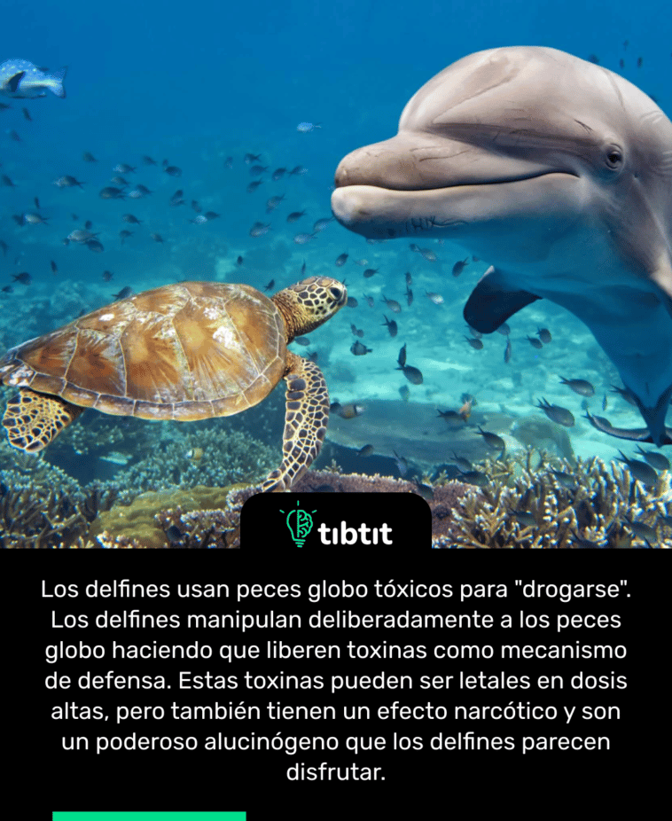 Los delfines usan peces globo tóxicos para "drogarse". Los delfines manipulan deliberadamente a los peces globo haciendo que liberen toxinas como mecanismo de defensa. Estas toxinas pueden ser letales en dosis altas, pero también tienen un efecto narcótico y son un poderoso alucinógeno que los delfines parecen disfrutar.