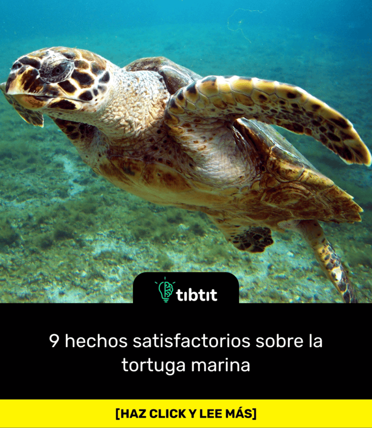 9 hechos satisfactorios sobre la tortuga marina