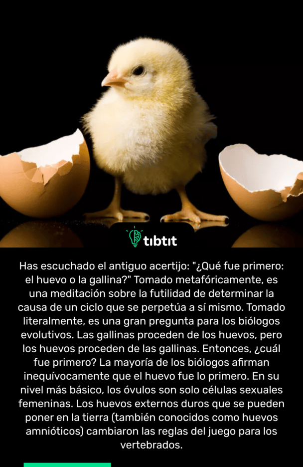 Has escuchado el antiguo acertijo: "¿Qué fue primero: el huevo o la gallina?" Tomado metafóricamente, es una meditación sobre la futilidad de determinar la causa de un ciclo que se perpetúa a sí mismo. Tomado literalmente, es una gran pregunta para los biólogos evolutivos. Las gallinas proceden de los huevos, pero los huevos proceden de las gallinas. Entonces, ¿cuál fue primero? La mayoría de los biólogos afirman inequívocamente que el huevo fue lo primero. En su nivel más básico, los óvulos son solo células sexuales femeninas. Los huevos externos duros que se pueden poner en la tierra (también conocidos como huevos amnióticos) cambiaron las reglas del juego para los vertebrados.