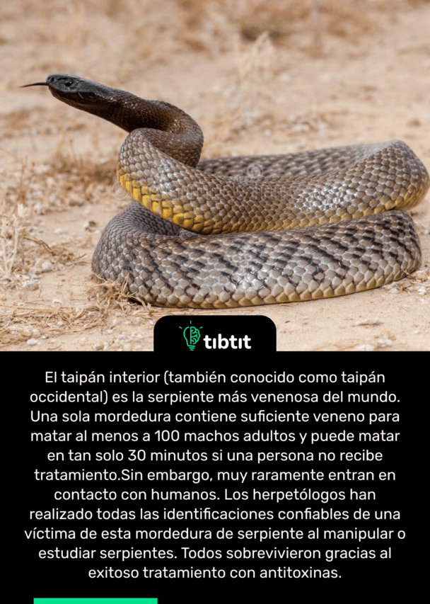 El taipán interior (también conocido como taipán occidental) es la serpiente más venenosa del mundo. Una sola mordedura contiene suficiente veneno para matar al menos a 100 machos adultos y puede matar en tan solo 30 minutos si una persona no recibe tratamiento. Sin embargo, muy raramente entran en contacto con humanos. Los herpetólogos han realizado todas las identificaciones confiables de una víctima de esta mordedura de serpiente al manipular o estudiar serpientes. Todos sobrevivieron gracias al exitoso tratamiento con antitoxinas.