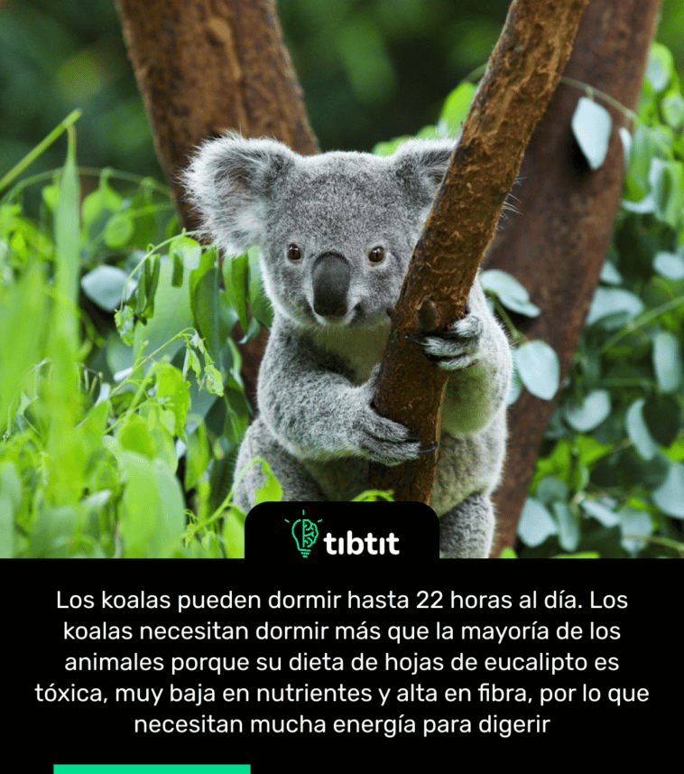 Los koalas pueden dormir hasta 22 horas al día. Los koalas necesitan dormir más que la mayoría de los animales porque su dieta de hojas de eucalipto es tóxica, muy baja en nutrientes y alta en fibra, por lo que necesitan mucha energía para digerir