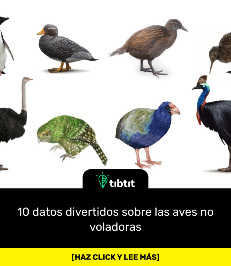10 datos divertidos sobre las aves no voladoras