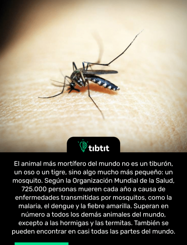 El animal más mortífero del mundo no es un tiburón, un oso o un tigre, sino algo mucho más pequeño: un mosquito. Según la Organización Mundial de la Salud, 725.000 personas mueren cada año a causa de enfermedades transmitidas por mosquitos, como la malaria, el dengue y la fiebre amarilla. Superan en número a todos los demás animales del mundo, excepto a las hormigas y las termitas. También se pueden encontrar en casi todas las partes del mundo.