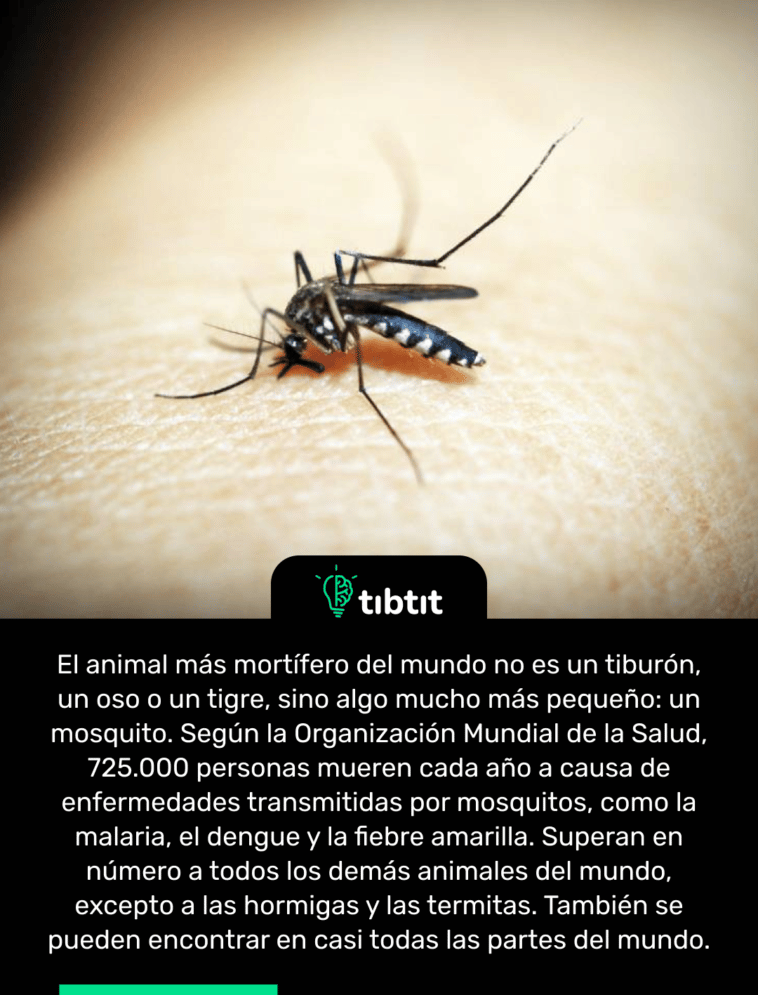 El animal más mortífero del mundo no es un tiburón, un oso o un tigre, sino algo mucho más pequeño: un mosquito. Según la Organización Mundial de la Salud, 725.000 personas mueren cada año a causa de enfermedades transmitidas por mosquitos, como la malaria, el dengue y la fiebre amarilla. Superan en número a todos los demás animales del mundo, excepto a las hormigas y las termitas. También se pueden encontrar en casi todas las partes del mundo.