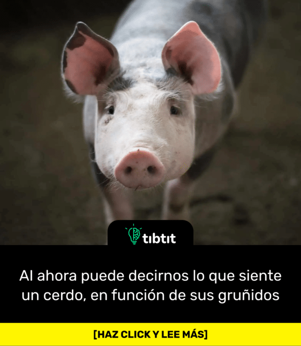 AI ahora puede decirnos lo que siente un cerdo, en función de sus gruñidos