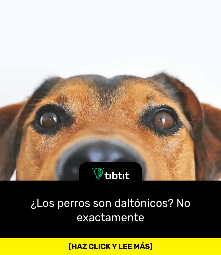 ¿Los perros son daltónicos? No exactamente