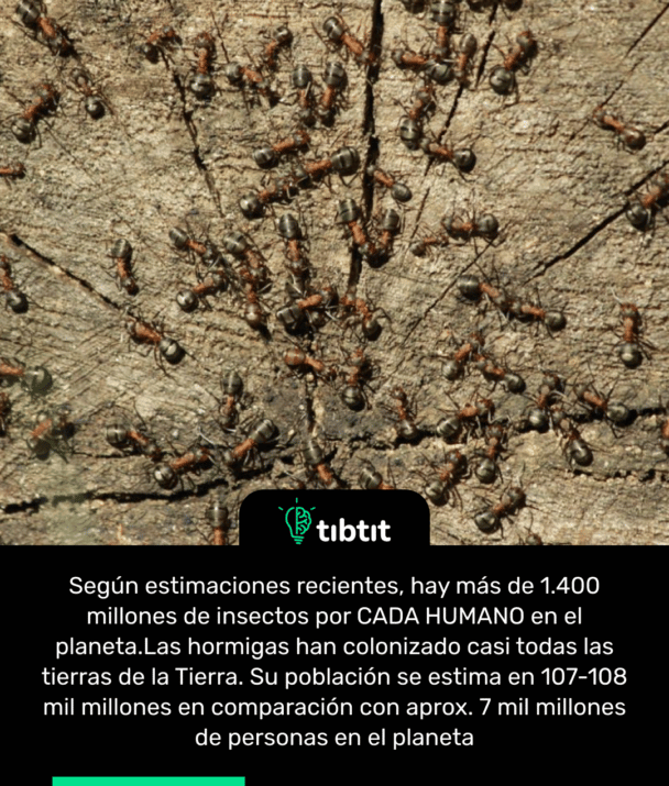 Según estimaciones recientes, hay más de 1.400 millones de insectos por CADA HUMANO en el planeta. Las hormigas han colonizado casi todas las tierras de la Tierra. Su población se estima en 107-108 mil millones en comparación con aprox. 7 mil millones de personas en el planeta