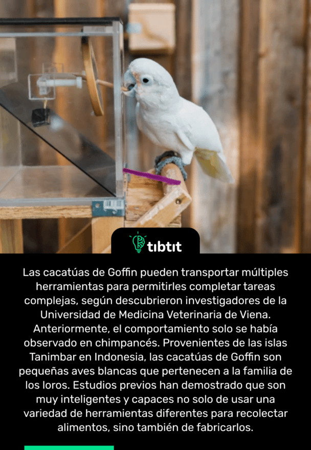 Las cacatúas de Goffin pueden transportar múltiples herramientas para permitirles completar tareas complejas, según descubrieron investigadores de la Universidad de Medicina Veterinaria de Viena. Anteriormente, el comportamiento solo se había observado en chimpancés. Provenientes de las islas Tanimbar en Indonesia, las cacatúas de Goffin son pequeñas aves blancas que pertenecen a la familia de los loros. Estudios previos han demostrado que son muy inteligentes y capaces no solo de usar una variedad de herramientas diferentes para recolectar alimentos, sino también de fabricarlos.