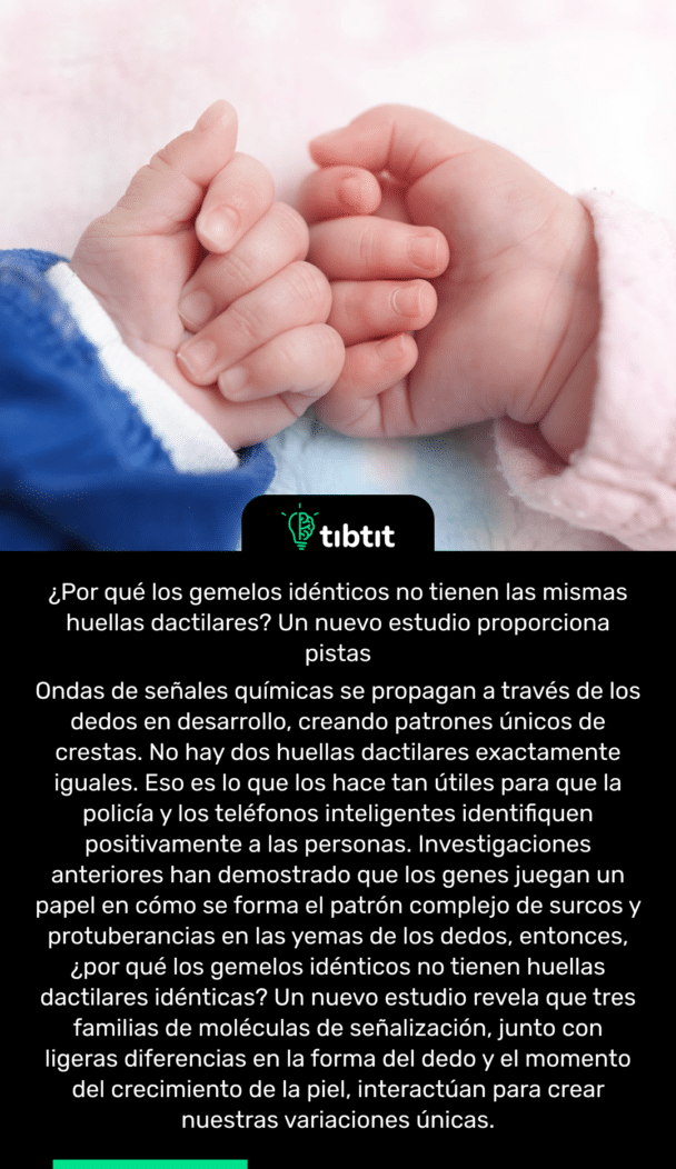 ¿Por qué los gemelos idénticos no tienen las mismas huellas dactilares? Un nuevo estudio proporciona pistas Ondas de señales químicas se propagan a través de los dedos en desarrollo, creando patrones únicos de crestas. No hay dos huellas dactilares exactamente iguales. Eso es lo que los hace tan útiles para que la policía y los teléfonos inteligentes identifiquen positivamente a las personas. Investigaciones anteriores han demostrado que los genes juegan un papel en cómo se forma el patrón complejo de surcos y protuberancias en las yemas de los dedos, entonces, ¿por qué los gemelos idénticos no tienen huellas dactilares idénticas? Un nuevo estudio revela que tres familias de moléculas de señalización, junto con ligeras diferencias en la forma del dedo y el momento del crecimiento de la piel, interactúan para crear nuestras variaciones únicas.