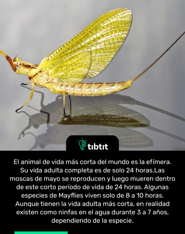 El animal de vida más corta del mundo es la efímera. Su vida adulta completa es de solo 24 horas. Las moscas de mayo se reproducen y luego mueren dentro de este corto período de vida de 24 horas. Algunas especies de Mayflies viven solo de 8 a 10 horas. Aunque tienen la vida adulta más corta, en realidad existen como ninfas en el agua durante 3 a 7 años, dependiendo de la especie.