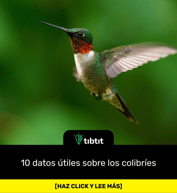 10 datos útiles sobre los colibríes