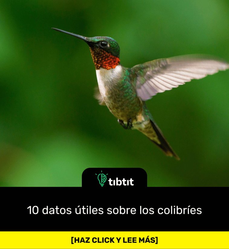 10 datos útiles sobre los colibríes