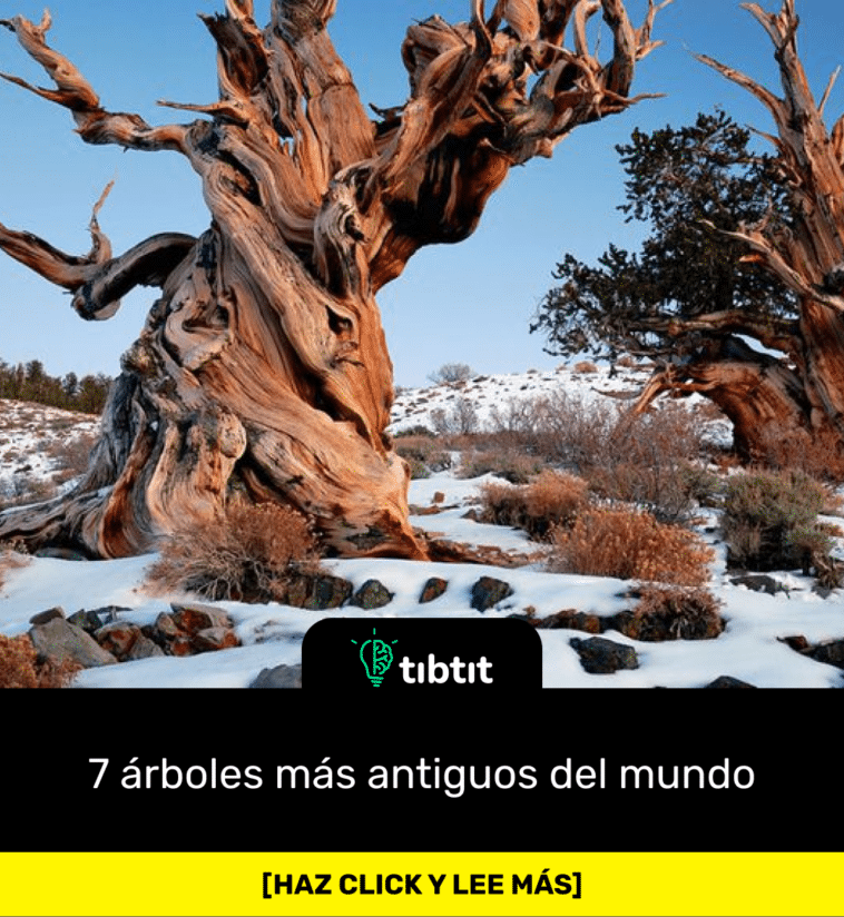 7 árboles más antiguos del mundo