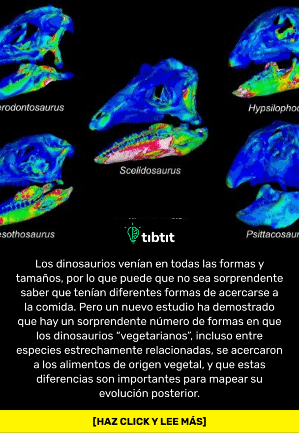 Los dinosaurios venían en todas las formas y tamaños, por lo que puede que no sea sorprendente saber que tenían diferentes formas de acercarse a la comida. Pero un nuevo estudio ha demostrado que hay un sorprendente número de formas en que los dinosaurios “vegetarianos”, incluso entre especies estrechamente relacionadas, se acercaron a los alimentos de origen vegetal, y que estas diferencias son importantes para mapear su evolución posterior.