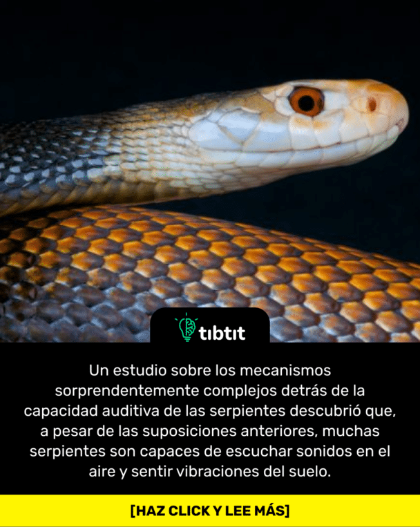 Un estudio sobre los mecanismos sorprendentemente complejos detrás de la capacidad auditiva de las serpientes descubrió que, a pesar de las suposiciones anteriores, muchas serpientes son capaces de escuchar sonidos en el aire y sentir vibraciones del suelo.