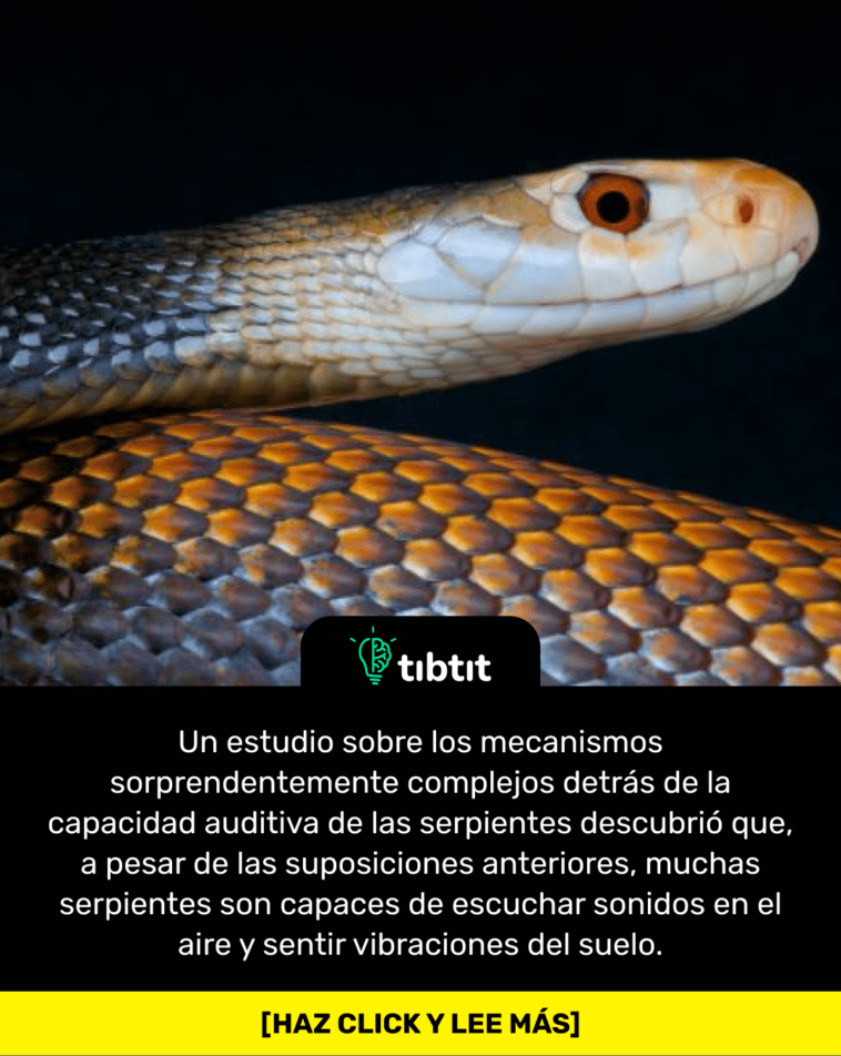 Un estudio sobre los mecanismos sorprendentemente complejos detrás de la capacidad auditiva de las serpientes descubrió que, a pesar de las suposiciones anteriores, muchas serpientes son capaces de escuchar sonidos en el aire y sentir vibraciones del suelo.