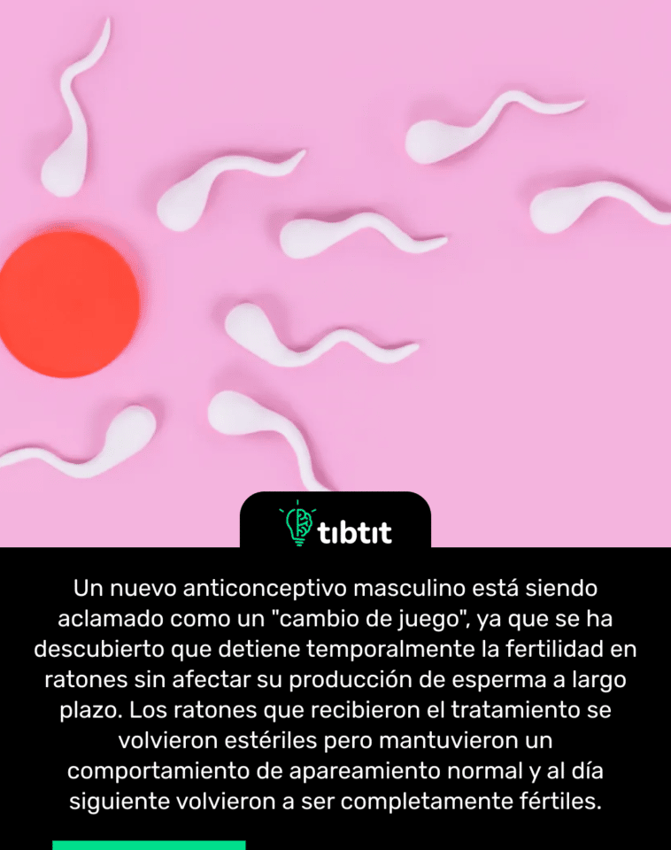 Un nuevo anticonceptivo masculino está siendo aclamado como un "cambio de juego", ya que se ha descubierto que detiene temporalmente la fertilidad en ratones sin afectar su producción de esperma a largo plazo. Los ratones que recibieron el tratamiento se volvieron estériles pero mantuvieron un comportamiento de apareamiento normal y al día siguiente volvieron a ser completamente fértiles.